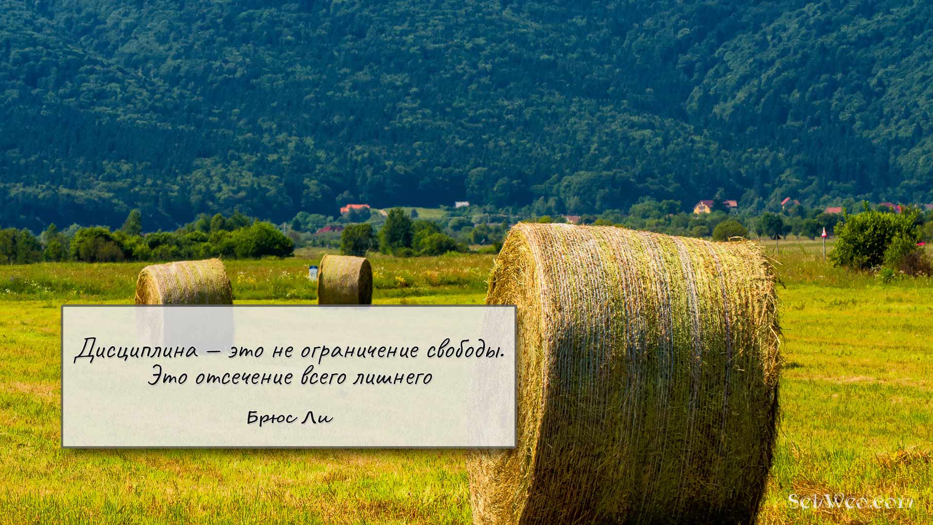 Дисциплина — это не ограничение свободы. Это отсечение всего лишнего → Брюс Ли