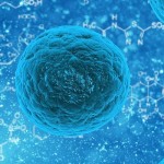 Клетки иммунитета Т-киллеры за работой — видео