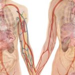 50 цікавих фактів про людське тіло