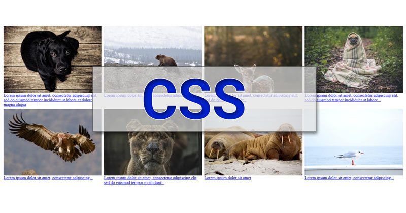 Как добиться адаптивности картинок с помощью CSS