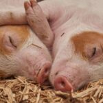 Каталог комбікормів для свиней: вибір комбікормів для молодших особин
