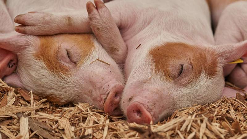 Каталог комбикорма для свиней: выбор комбикорма для младших особей