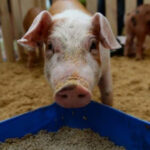 БМВД для свиней: склад та рекомендації щодо використання