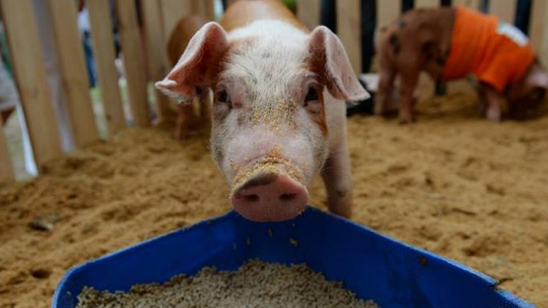БМВД для свиней: состав и рекомендации по использованию