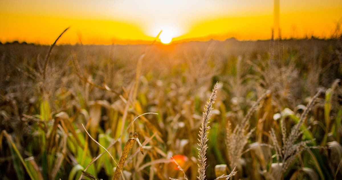 5 аграрних помилок, які коштують врожаю, але про них рідко говорять